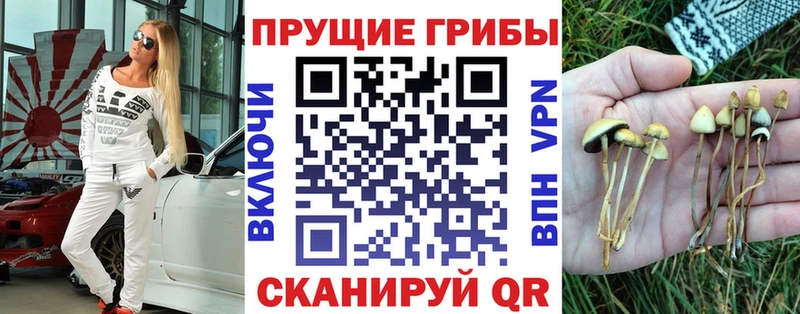 блэк спрут онион Динская Галлюциногенные грибы Cubensis как найти наркотики